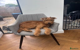 Irish Terrier dogs for sale: Beautiful Irish Terrier Pup for sale (9months old) - Image 3