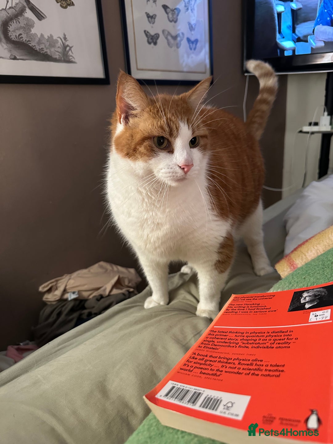 Domestic Shorthair cats for sale: Momie the Foodie - Advert 18