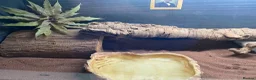 Bearded Dragon reptiles for sale: Friendly female bearded dragon aged 2 in Wilmslow - Advert 8