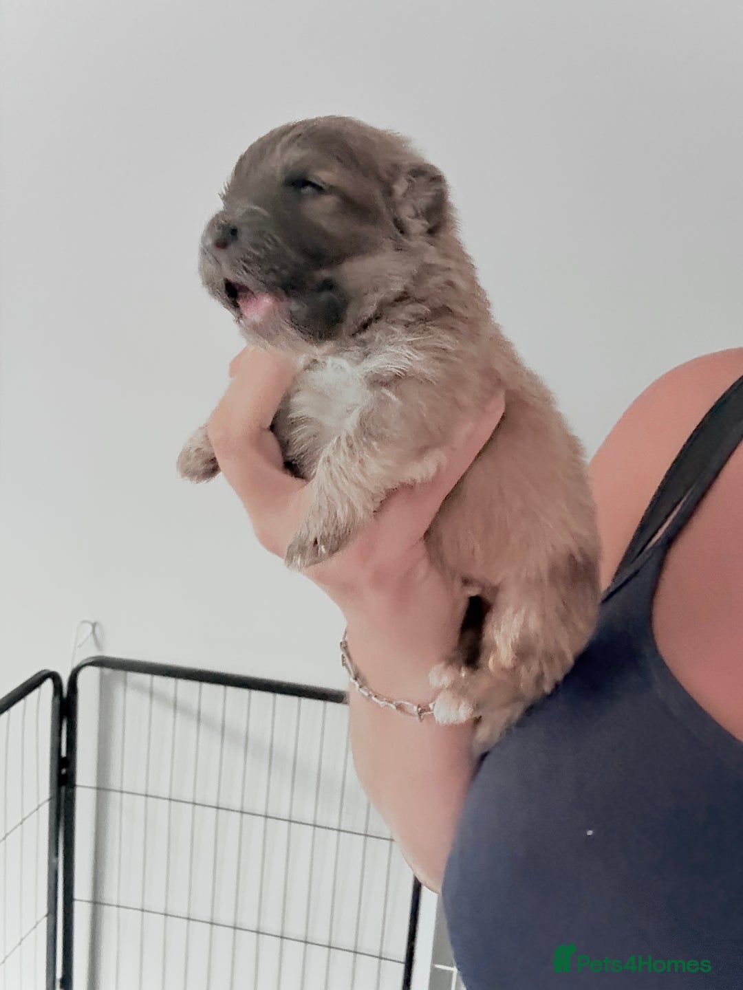 German Shepherd dogs for sale: 5 health tested kc reg German shepherd pups - Image 1