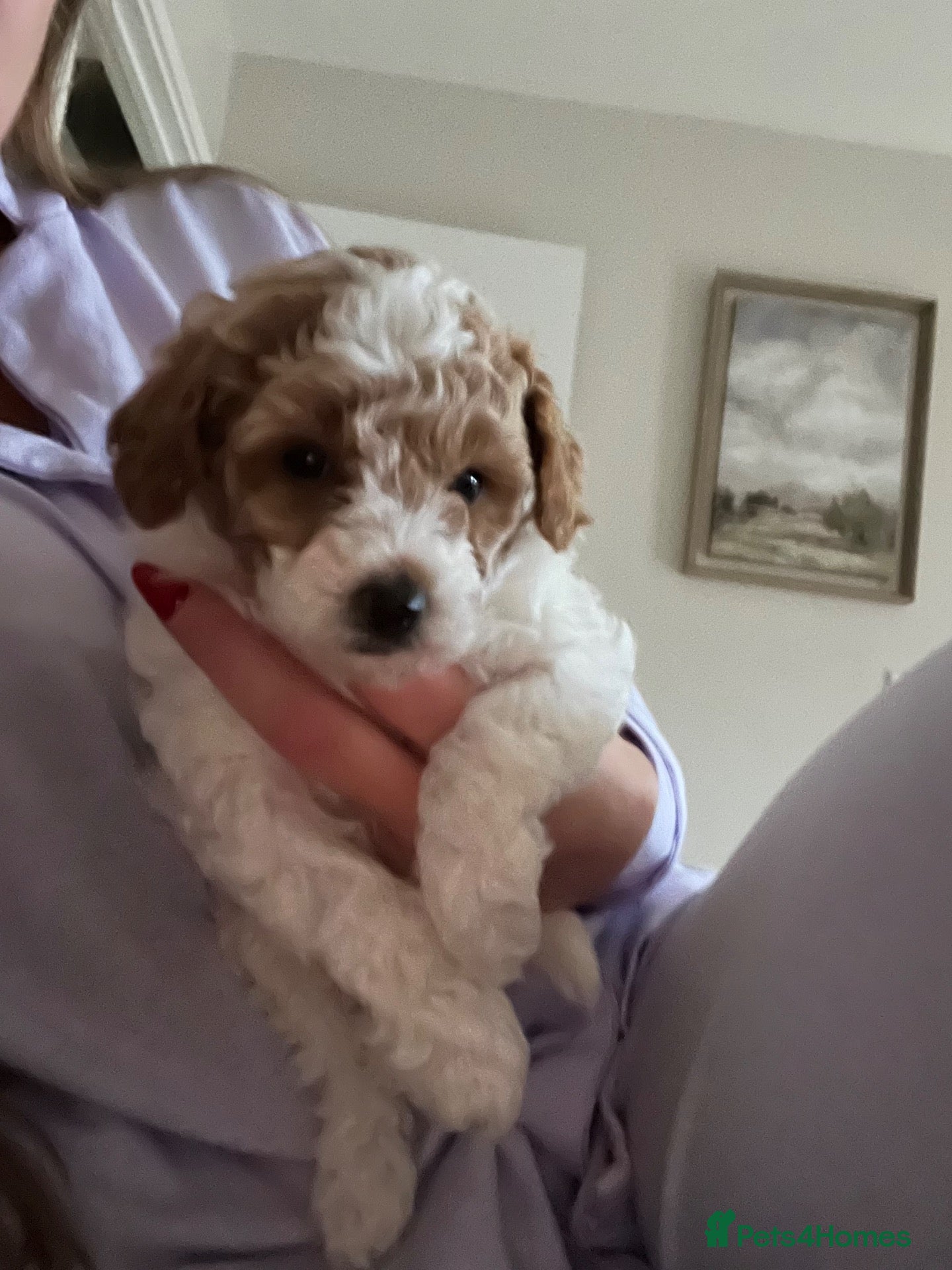 Miniature Poodle dogs Miniature Toy Poodle  - Advert 21