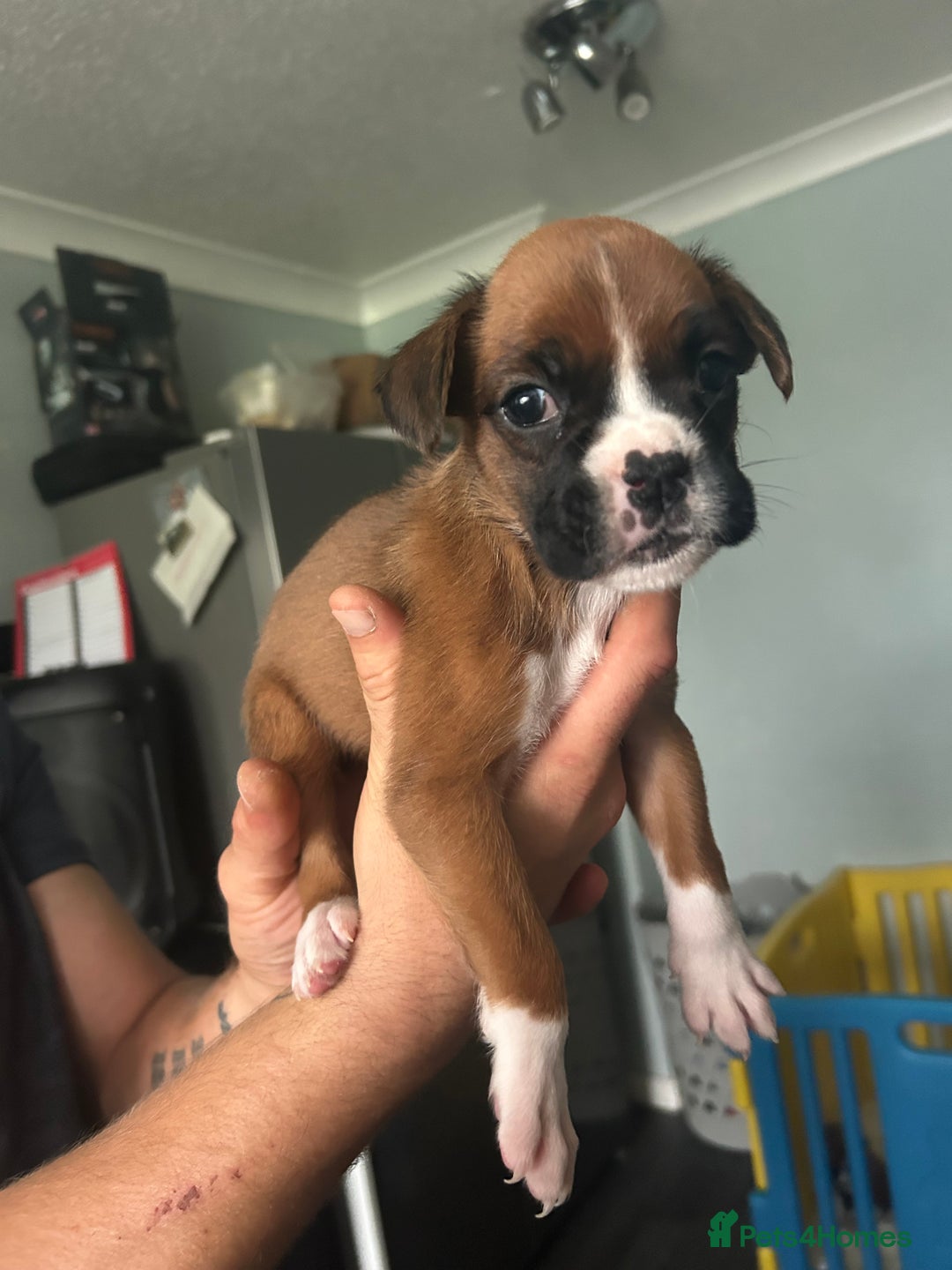 Boxer dogs for sale: Boxer puppy’s  - Image 6