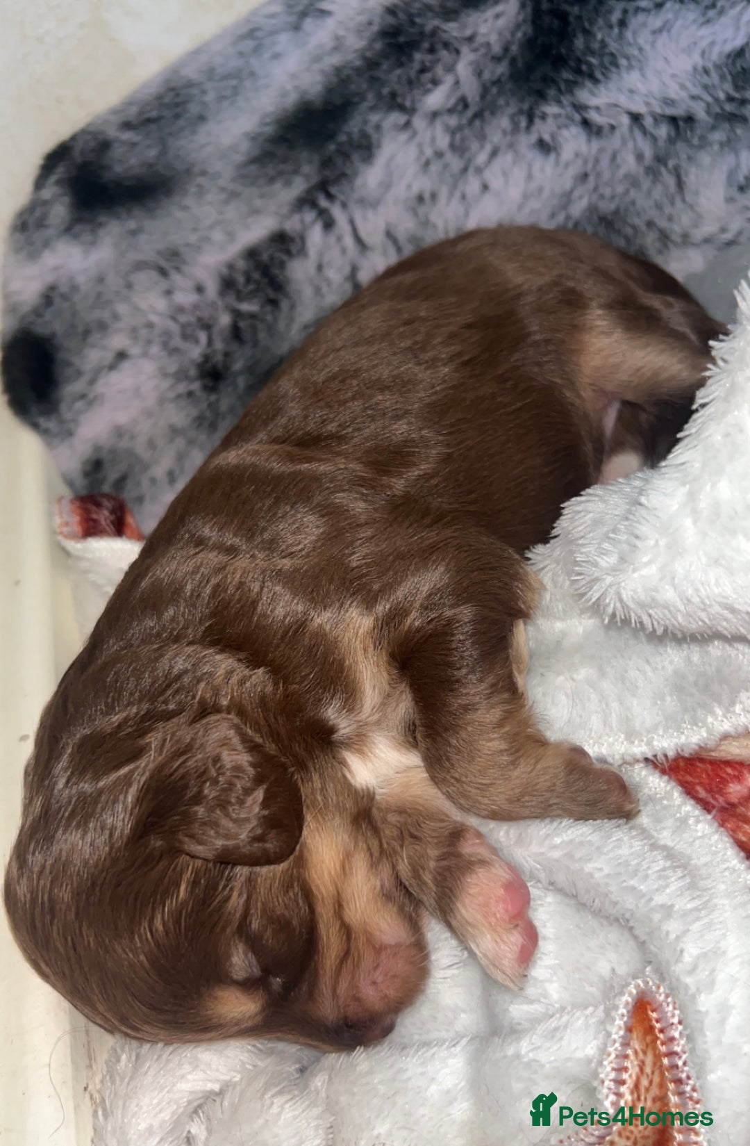 Cockapoo dogs for sale: Multi-Gen Cockapoo Puppies for sale.  - Image 9