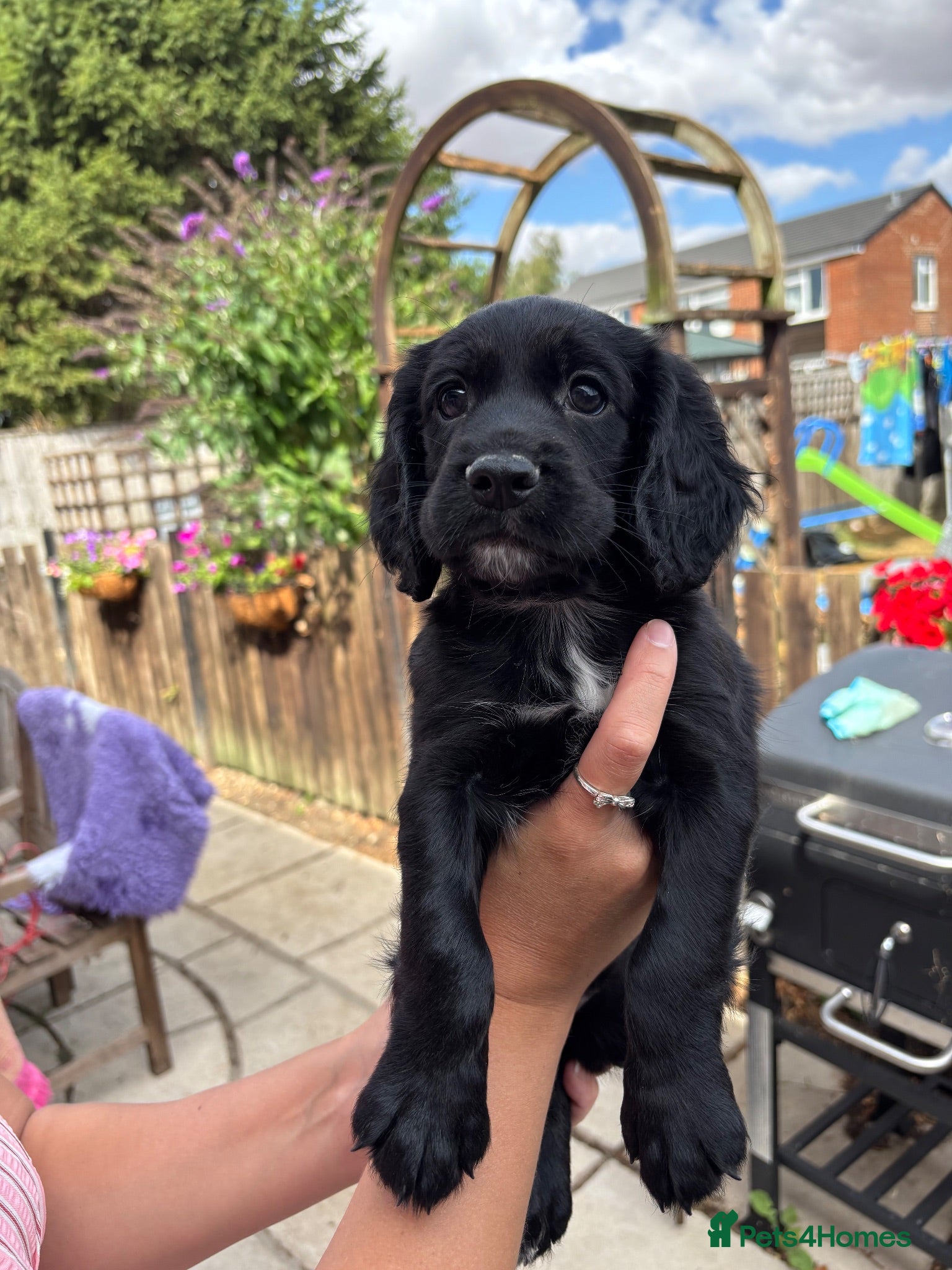 Cocker Spaniel dogs 1 black boy still available  - Advert 6