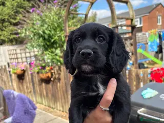 Cocker Spaniel dogs 1 black boy still available - Advert 6