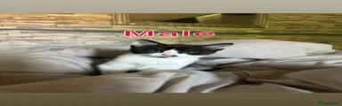 British Shorthair 2
