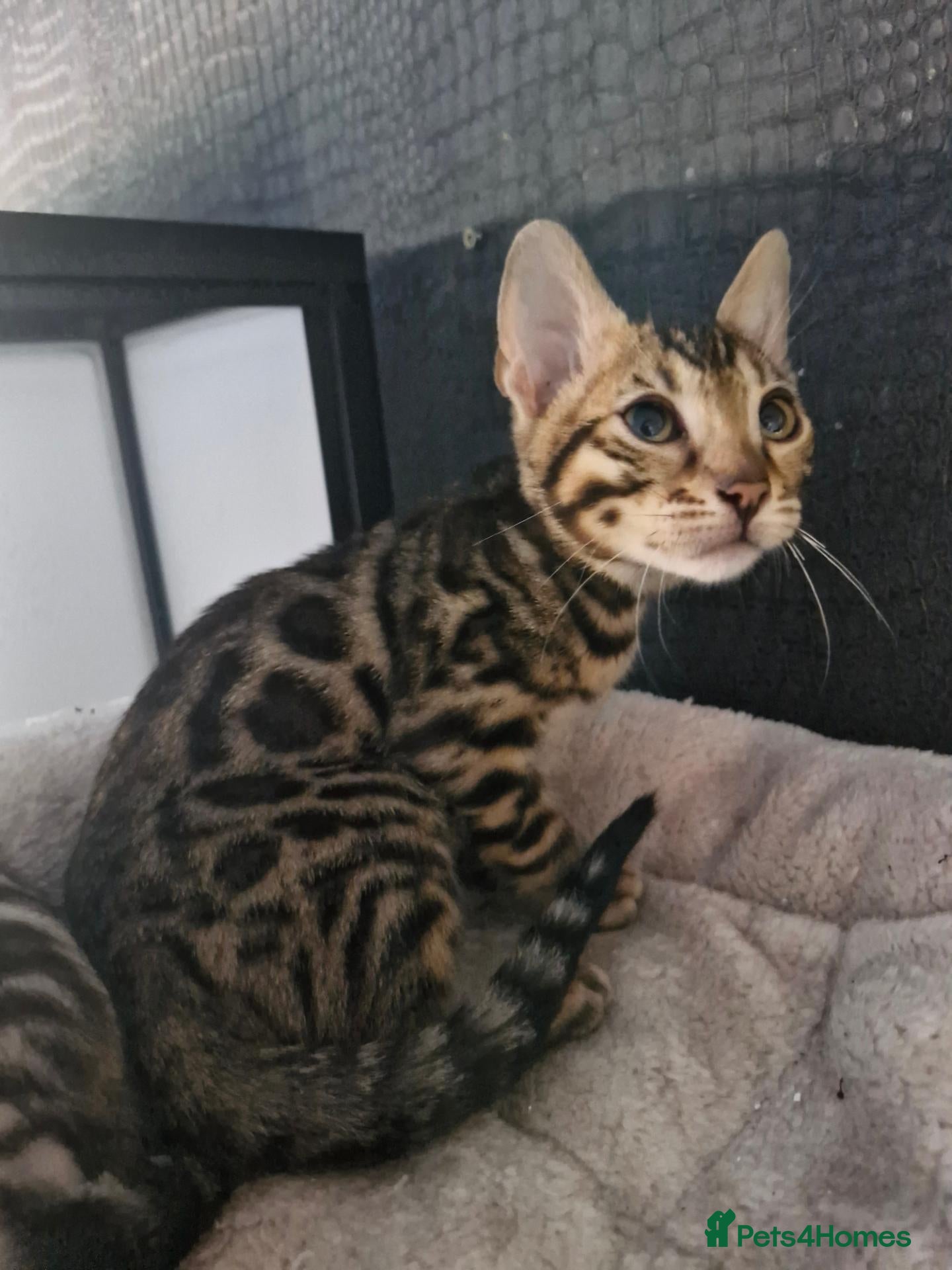 Bengal cats Supreme Apb Gene & Health Tested Bengal Kittens - Advert 2