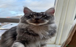 Maine Coon cats for sale: GCCF Pedigree Russian line Maine Coon - Advert 2