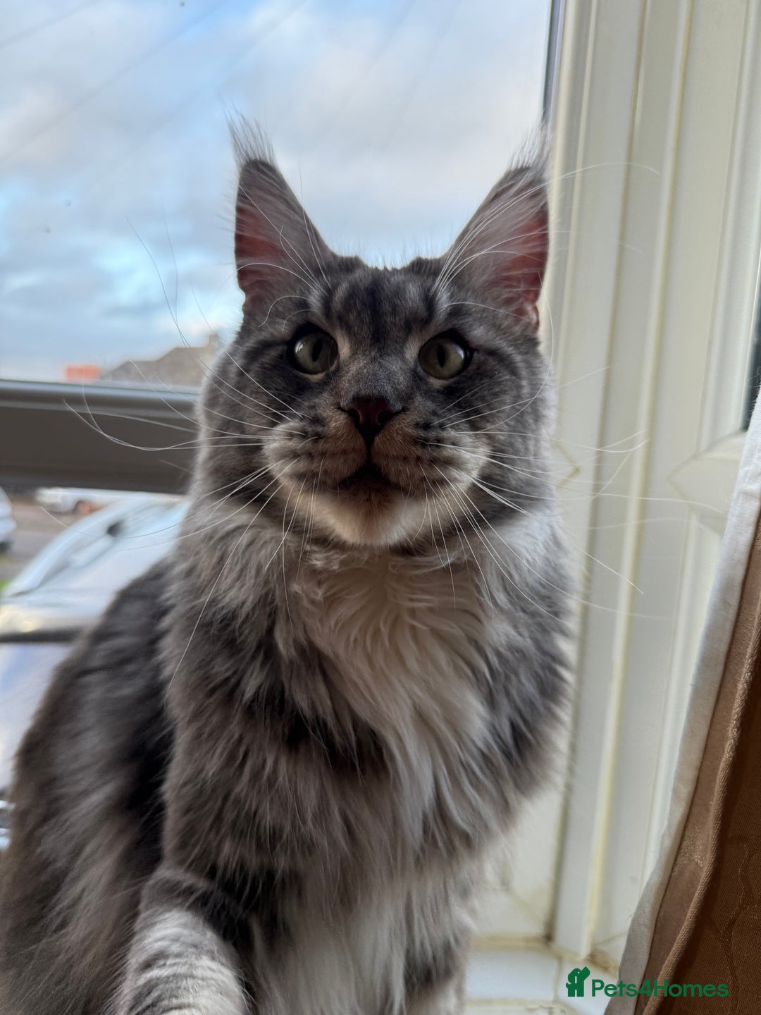 Maine Coon cats for sale: GCCF Pedigree Russian line Maine Coon - Advert 2