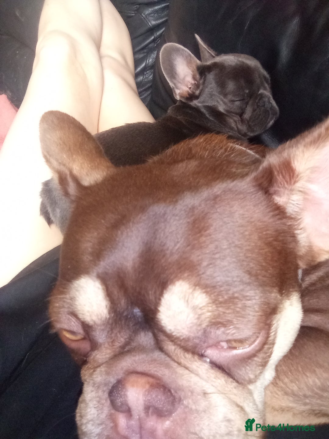 French Bulldog dogs for sale: French bulldog puppy male  - Image 5