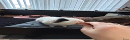 Guinea Pig rodents for sale: 2 sweet female guinea pig sisters  - Advert 6
