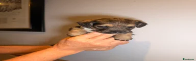 Mixed Breed 2