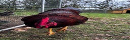 Chickens poultry for sale: Buff Orpington and Rhode Island Red Rooster - Advert 14