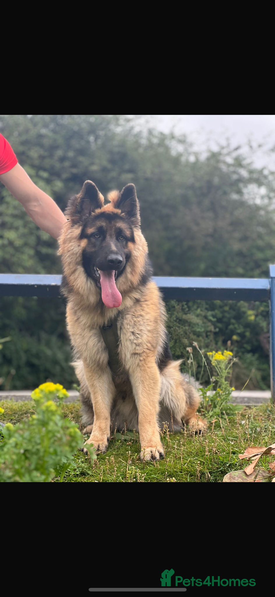 German Shepherd dogs for sale: German Shepard  in Manchester - Advert 3
