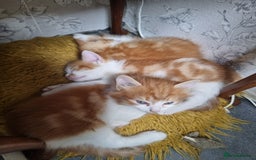 RagaMuffin cats for sale: Adorable Ragamuffin X kittens  - Image 2
