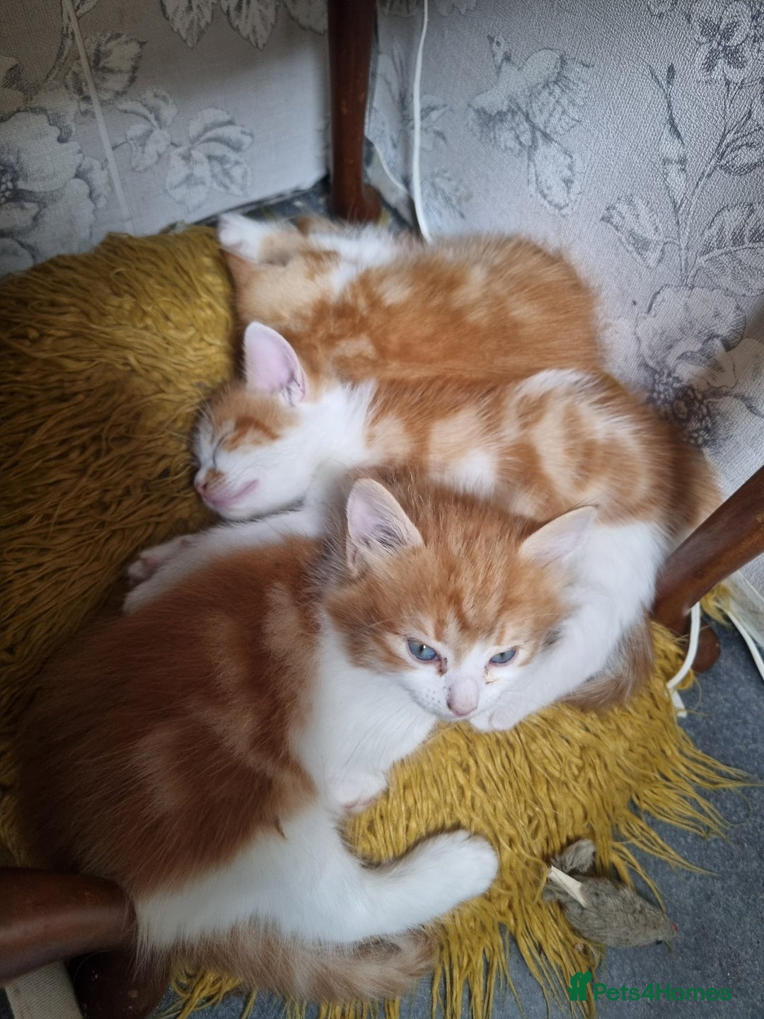 RagaMuffin cats for sale: Adorable Ragamuffin X kittens  - Image 2