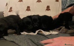 Mixed Breed dogs for sale: 🌟 Collie x Golden Retriever Puppies 🌟 - Image 3