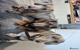 Dachshund dogs for sale: Beautiful isabella & tan piebald  in Peacehaven - Image 4