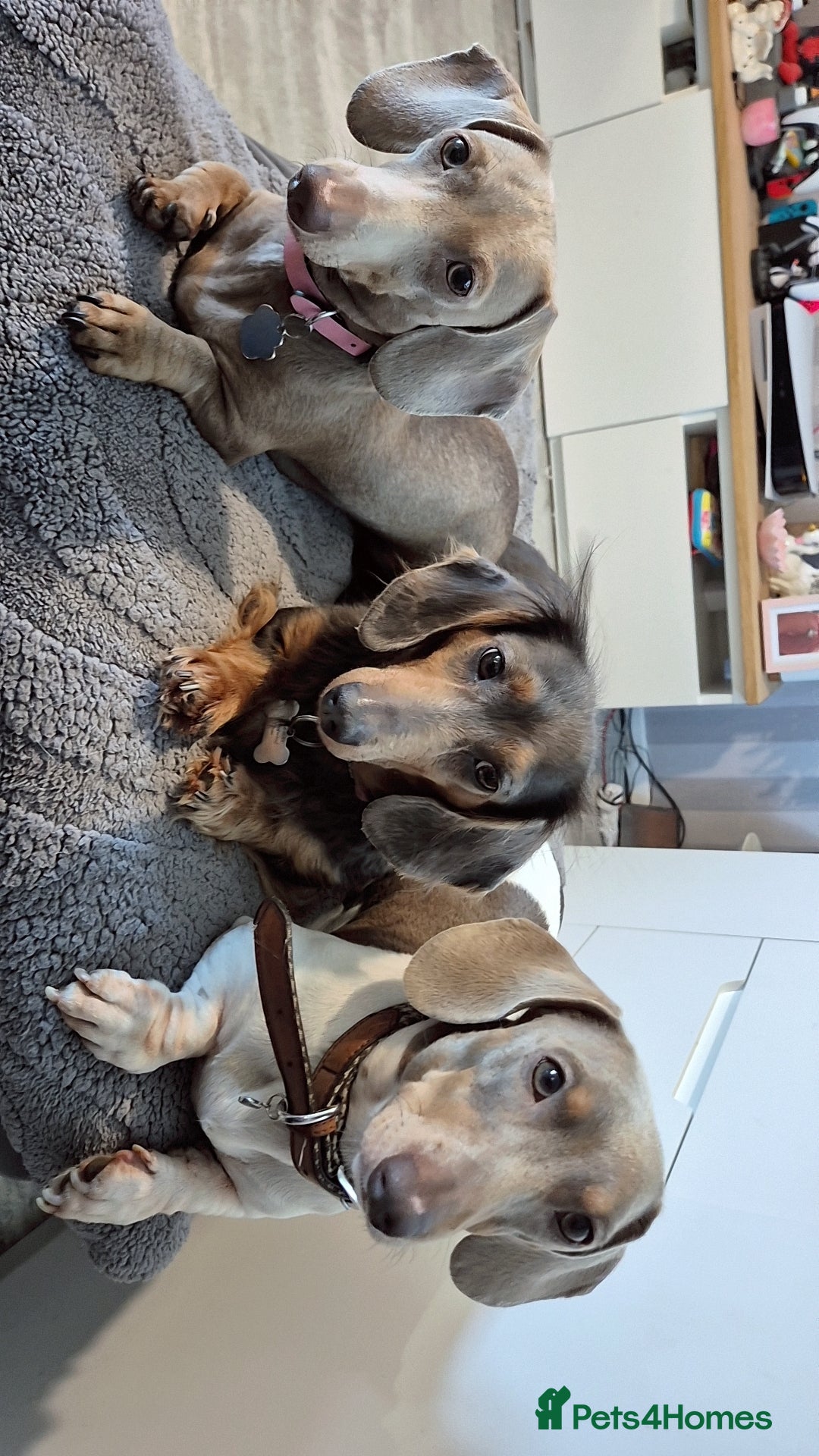 Dachshund dogs for sale: Beautiful isabella & tan piebald  in Peacehaven - Image 4