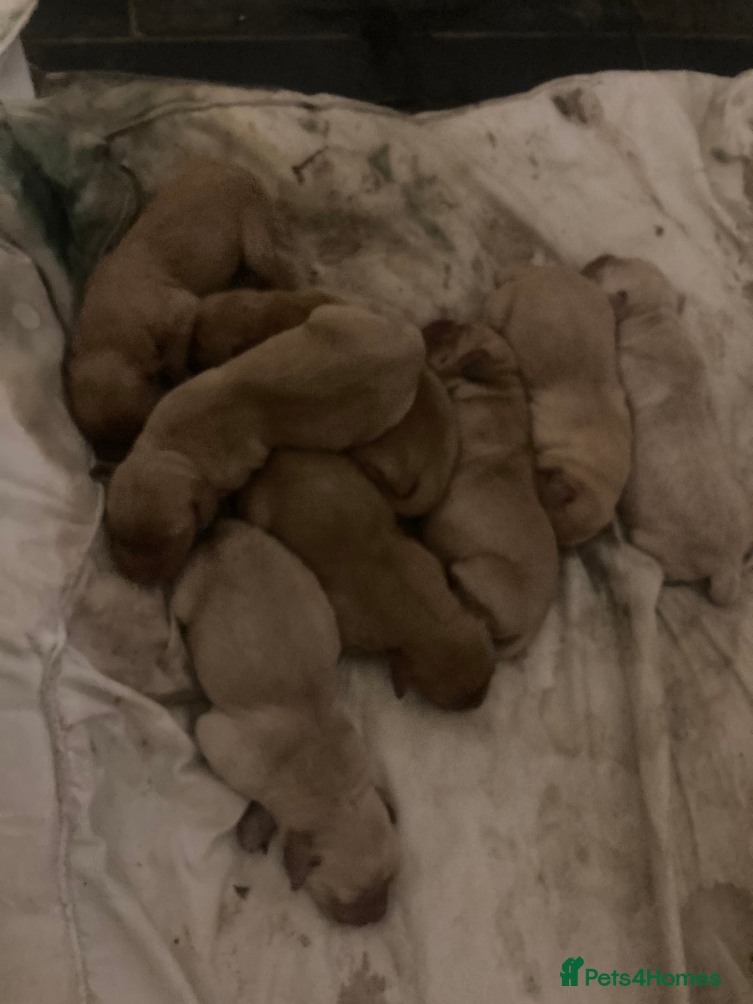 Goldador dogs for sale: Goldador  - Advert 9