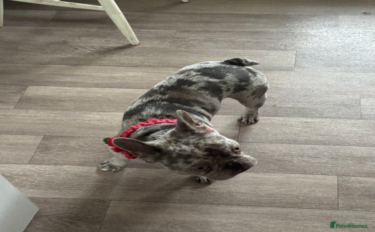 French Bulldog dogs - Advert 2