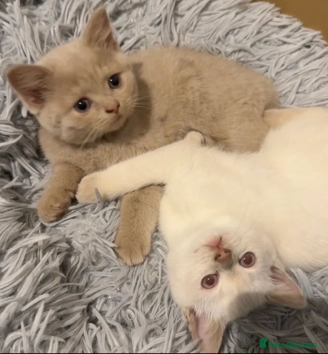 British Shorthair cats for sale: Beige British shorthair female  - Advert 9