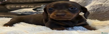 Miniature Dachshund Puppy 2
