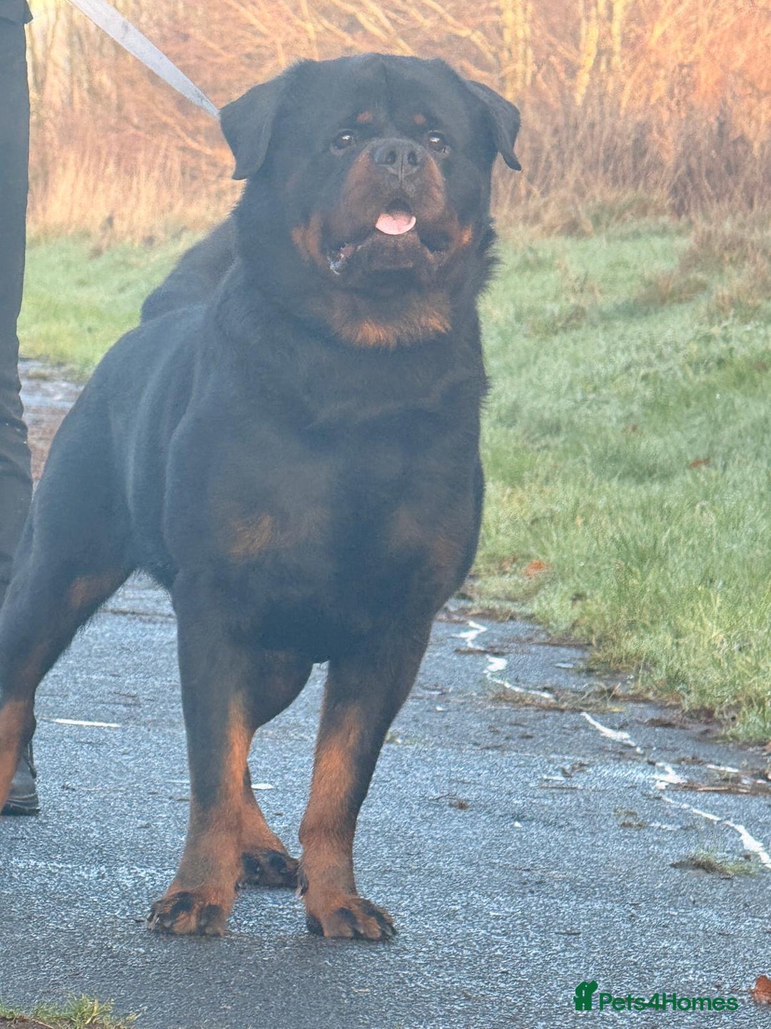 Rottweiler dogs for stud: Top quality health tested kc male German X serbian - Advert 7
