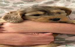 Cockapoo dogs for sale: American cockapoos  - Image 20