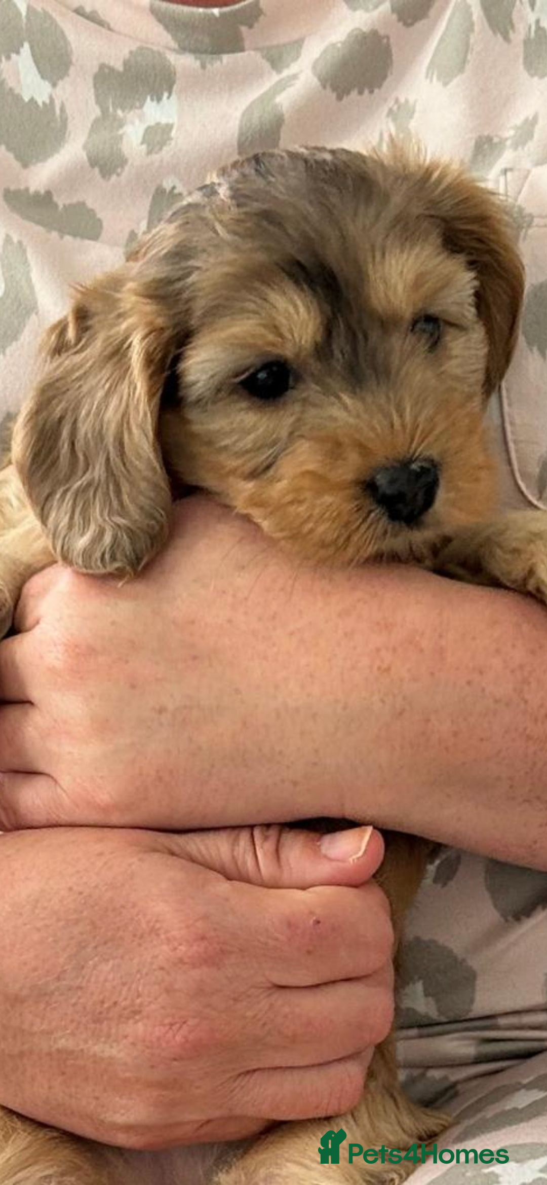 Cockapoo dogs for sale: American cockapoos  - Image 20