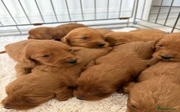 Cockapoo dogs for sale: Cockerpoo Puppies  - Image 4
