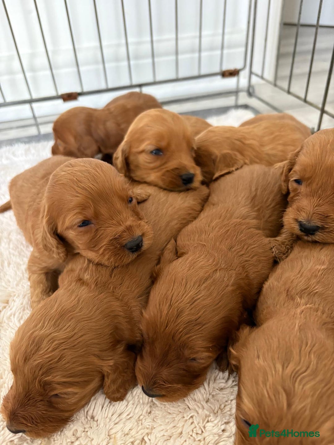 Cockapoo dogs for sale: Cockerpoo Puppies  - Image 4