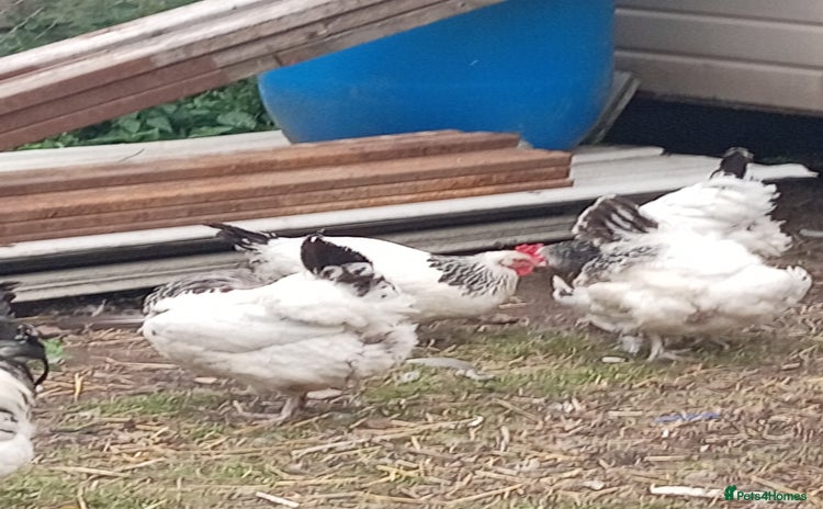 Chickens poultry - Advert 5