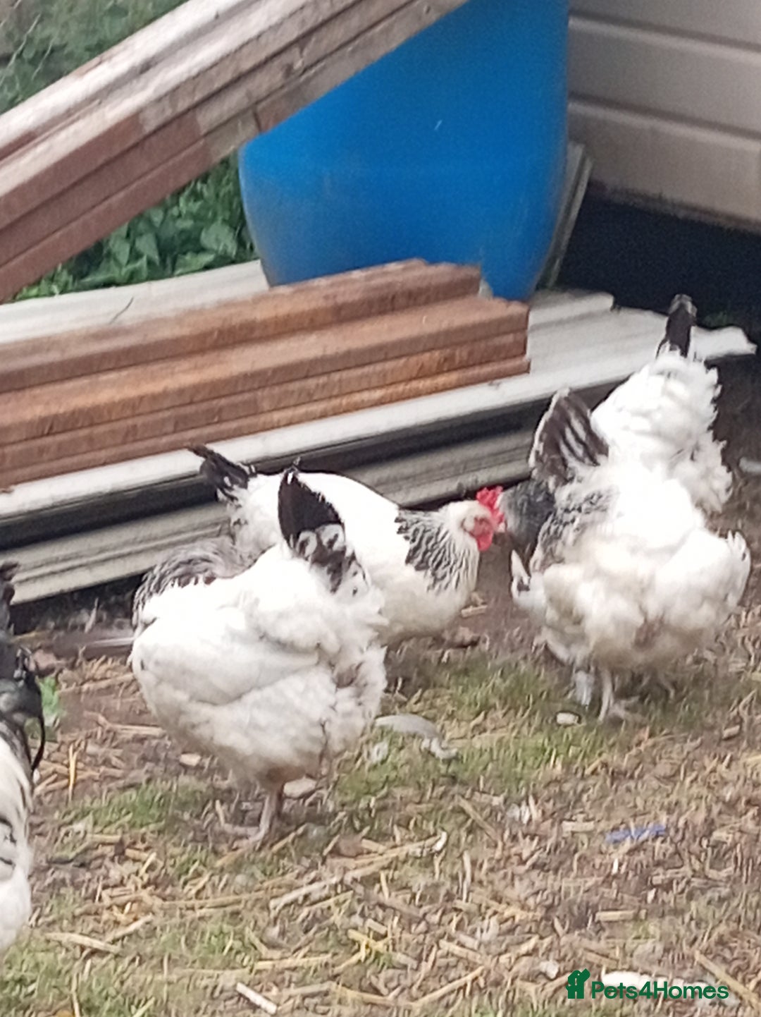 Chickens poultry for sale: 5 Light sussex  - Image 1