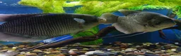 Other/Mixed Breed fish for sale: Manchester Pet's and Aquatics - Full Stock List - Advert 28