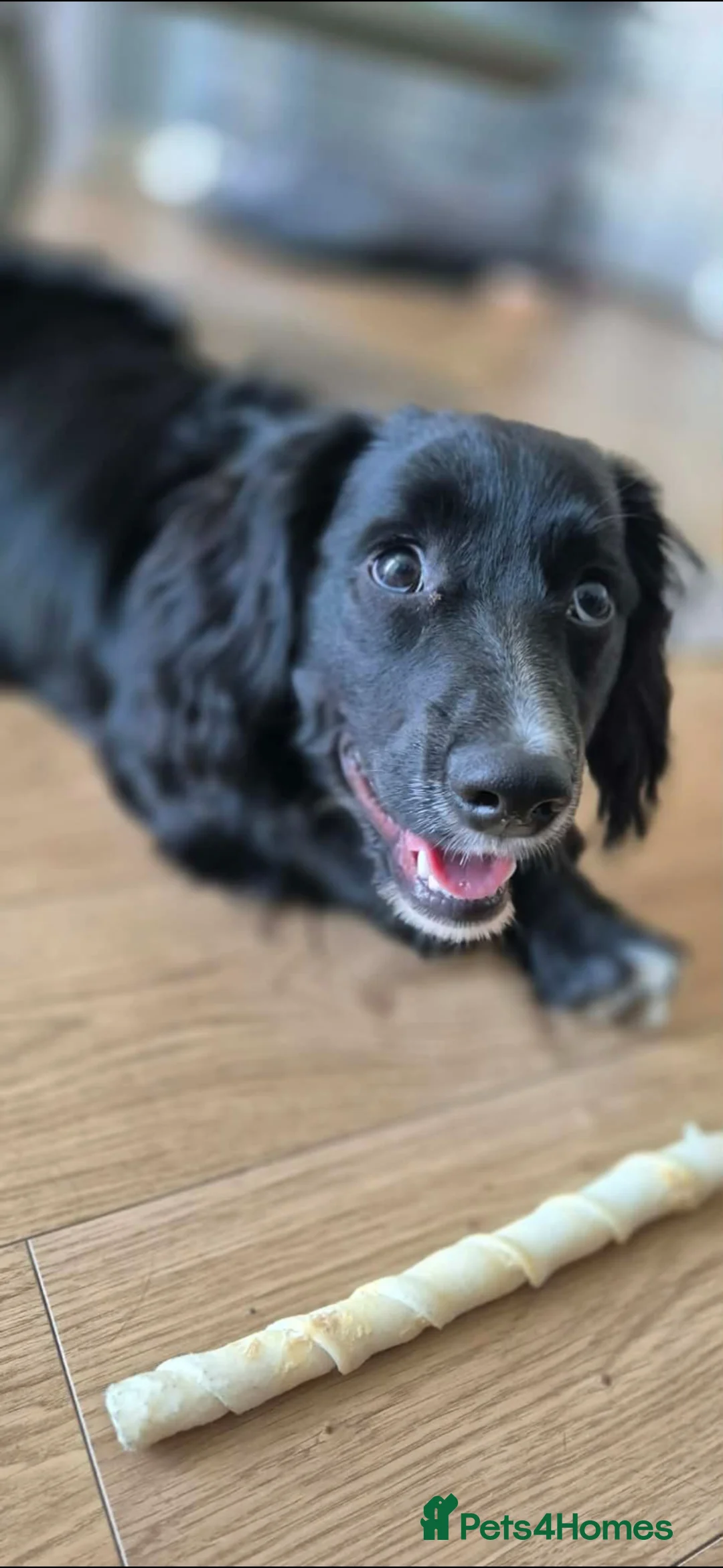 Mixed Breed dogs for sale: HUGO cocker/corgi in Mansfield - Advert 1