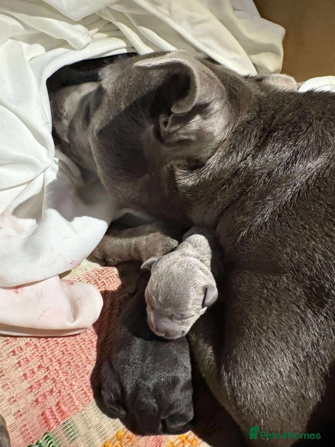 Staffordshire Bull Terrier dogs for sale: Ms/Mister - Image 32