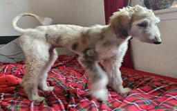 Afghan Hound dogs for sale: Amazing Afgan Hound for sale - Image 4