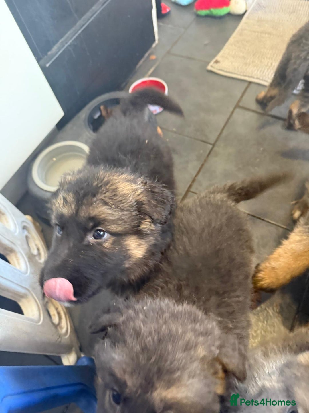 German Shepherd dogs for sale: German shepherd puppies - Advert 3