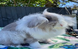 Mini Lion Lop rabbits for sale: Beautiful Lion Lop Girl in Cheadle - Image 4