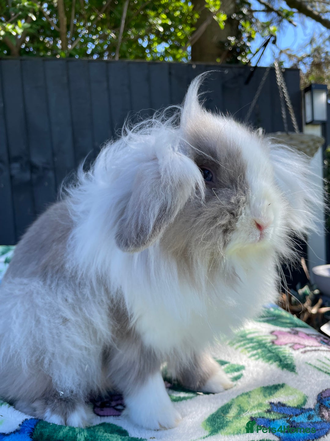 Mini Lion Lop rabbits for sale: Beautiful Lion Lop Girl in Cheadle - Image 4