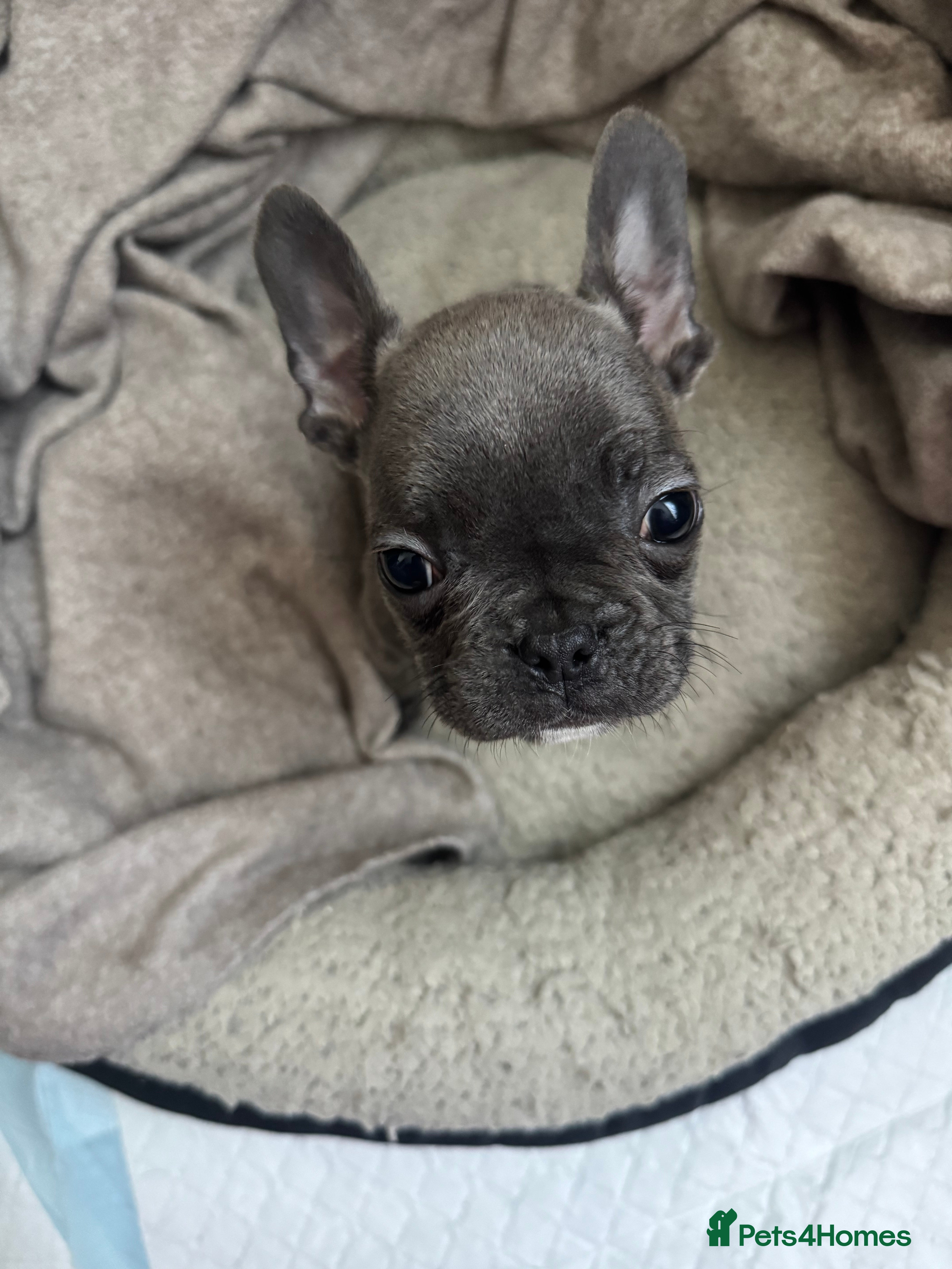 French Bulldog dogs  🎉 New years pups 🎉French bulldog puppies  - Advert 8