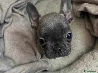 French Bulldog dogs 🎉 New years pups 🎉French bulldog puppies - Advert 8