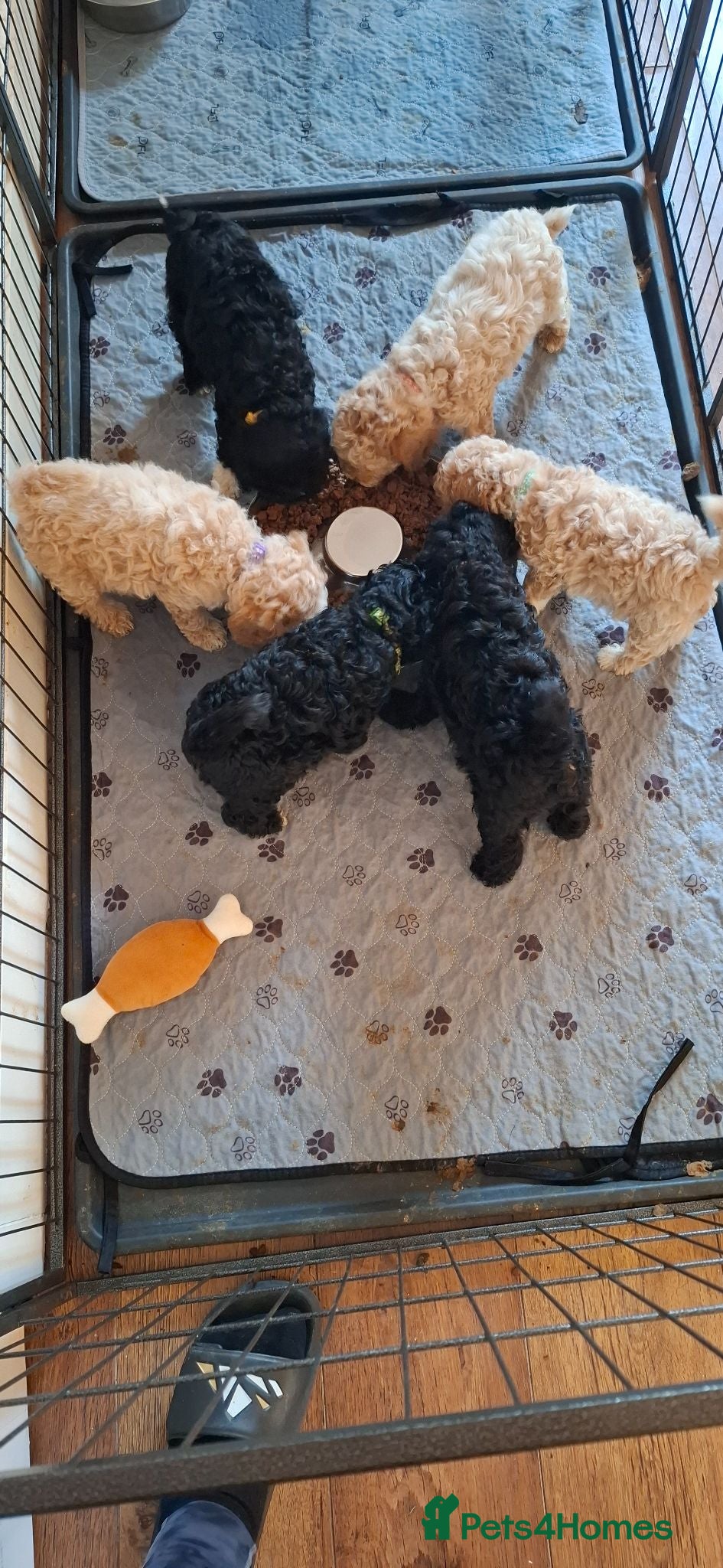 Lhasapoo dogs Gorgeous Lhachon/Poodle - Advert 2
