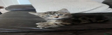 American Shorthair 1