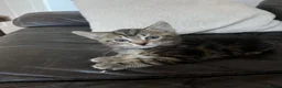 American Shorthair cats for sale: 2 tabby kittens - Advert 3