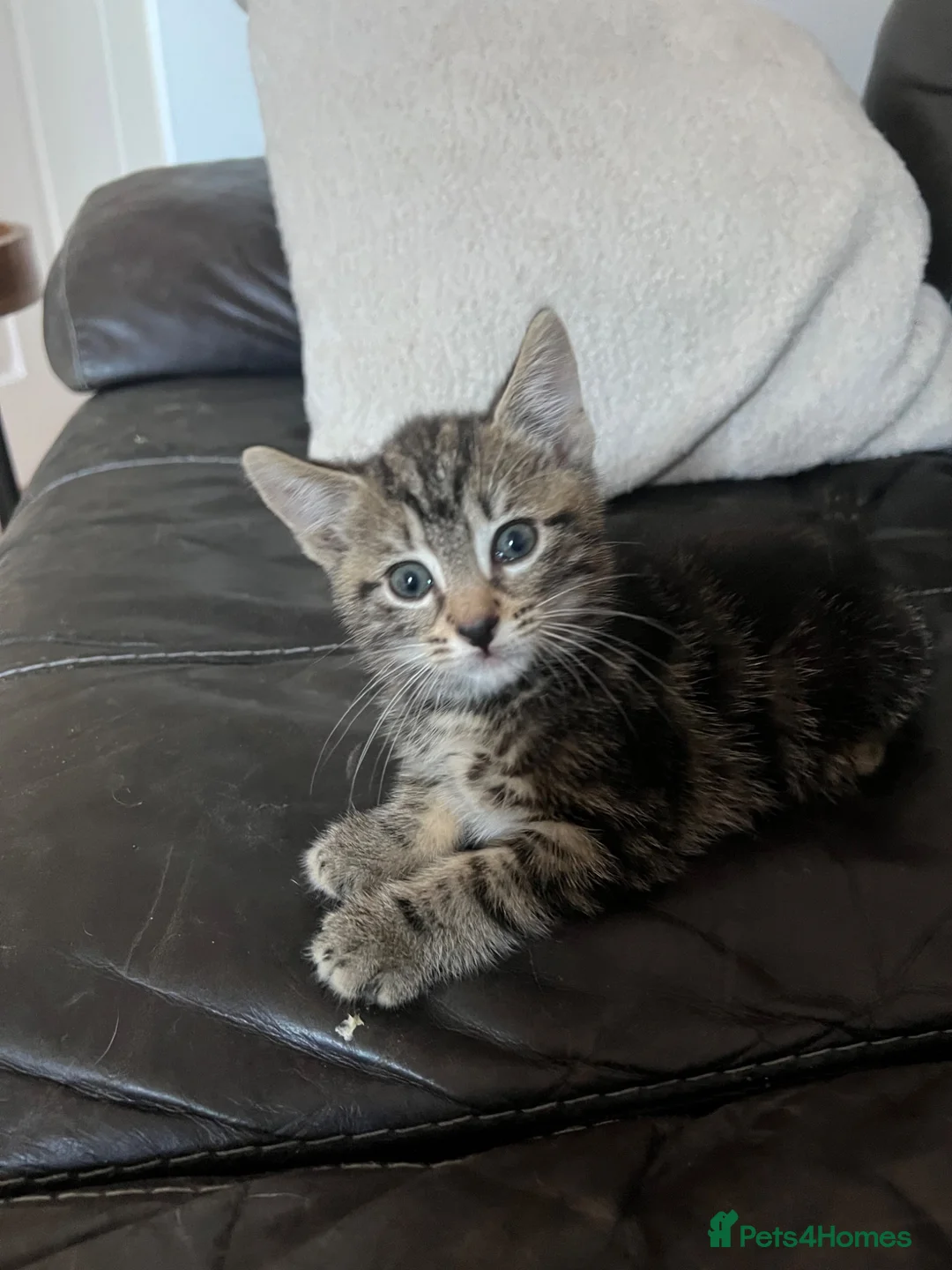 American Shorthair cats for sale: 2 tabby kittens - Advert 3
