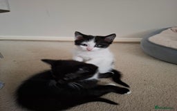 Mixed Breed cats for sale: seven funny kittens - Image 22