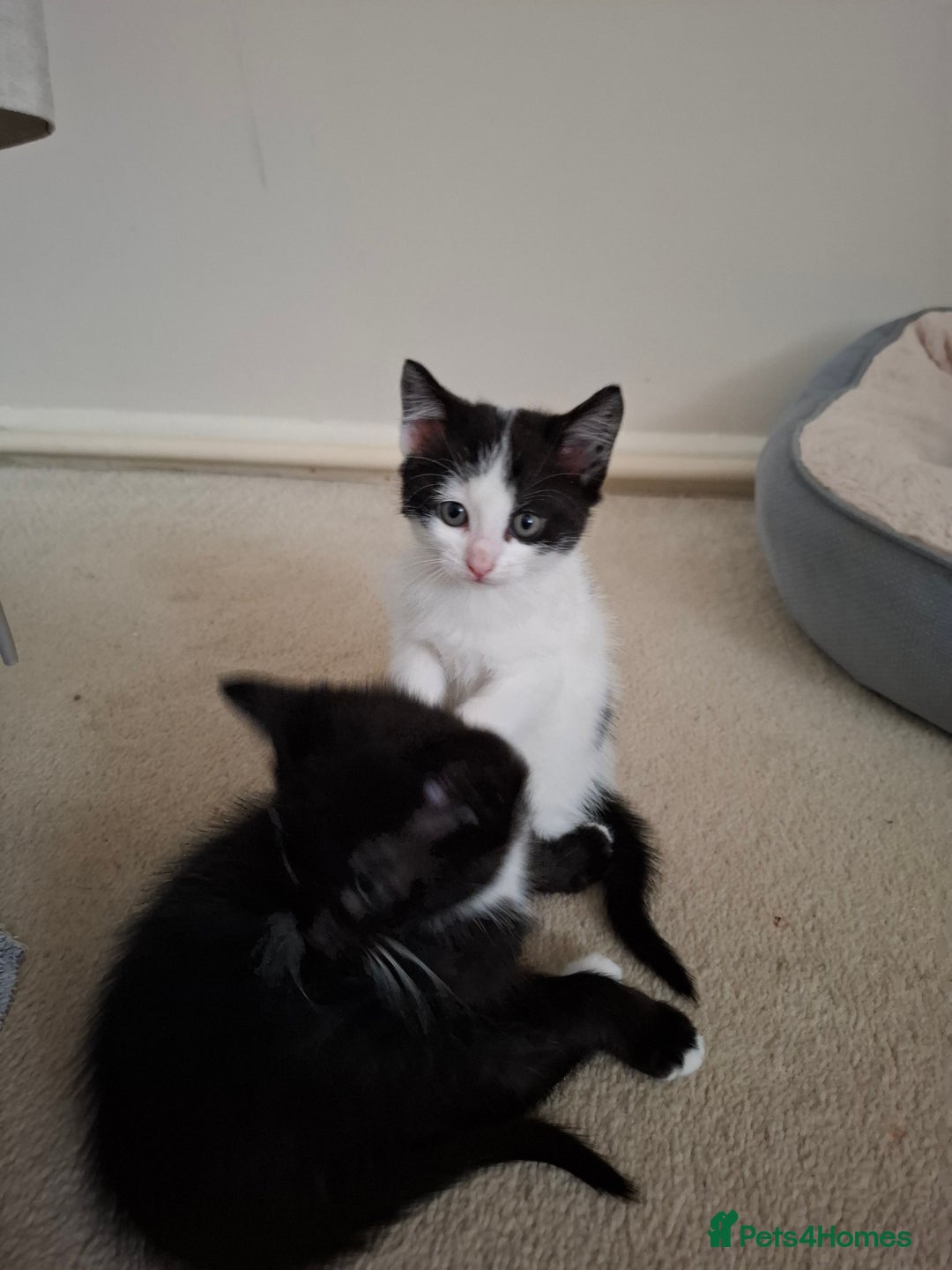 Mixed Breed cats for sale: seven funny kittens - Image 22