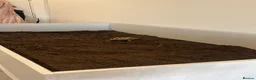 Tortoise reptiles for sale: Young Russian tortoise  - Advert 10